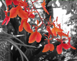 Digital Art Orchid Image
