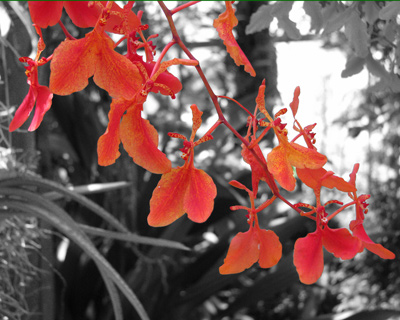 Orange Orchids Image